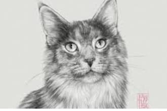 draw realistic art portrait of your cat, dog or any pets