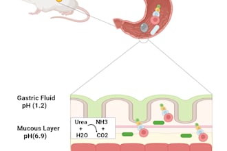 make scientific graphical abstract or illustration