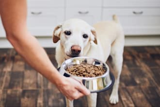 formulate homemade recipes for pets
