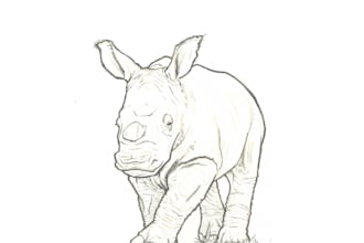 pencil sketch wildlife images