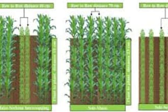 provide expert maize soybean intercropping analysis