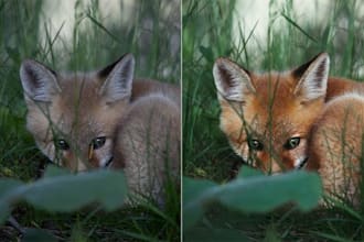 transform images with expert photoshop editing