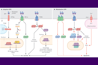 design scientific figure, illustration, graphical abstract for you