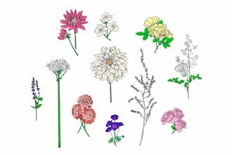 draw botanical illustrations of flowers, plants, fruits