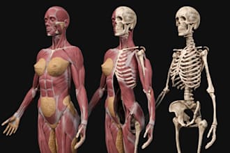 create human anatomy, character anatomy, printable 3d figure physiology muscular