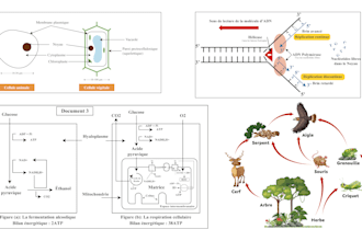 create scientific illustrations and medical figures