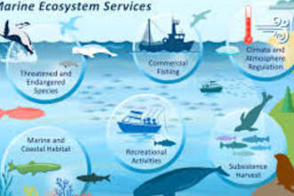 write informative marine science articles and blogs research and summaries