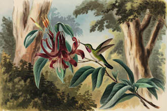 draw an animal and botanical illustration