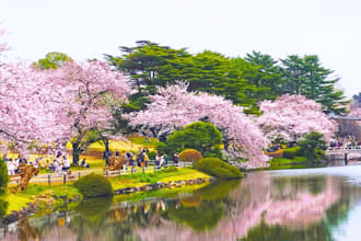 design a tailored japan trip