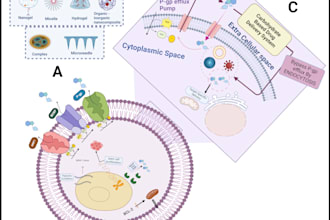 create professional scientific and medical illustrations