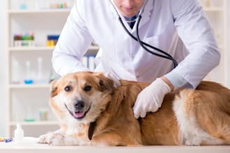 formulate pet care products formula naturally and uniquely
