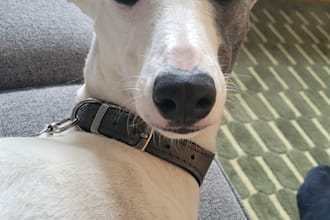 give dog training advice