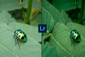 do  lightroom editing, color grading of photographs