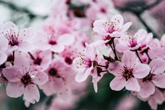 write your heartfelt eulogy or celebration of life speech