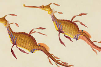 do scientific animals, plants, book illustrations design