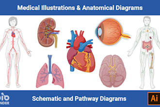 draw medical illustrations, anatomy diagrams and graphical abstracts