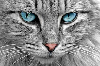 write SEO and aeo optimized dog cat bird fish and equine articles