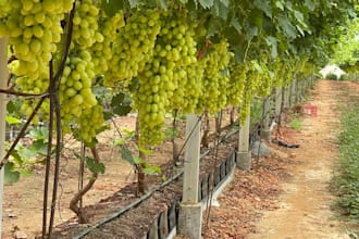 plan and design a professional agricultural project for investors