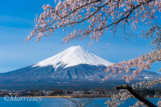 help you with your business in japan