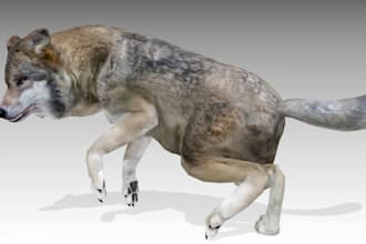 create custom animal model with texture, render in blender and zbrush