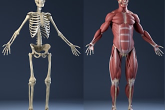 design realistic 3d human anatomy,skeletal system, organ,print body part, kidney