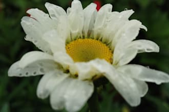 do professional video editing and natural photography