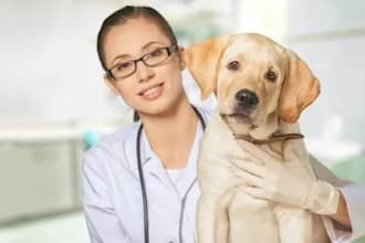 formulate pet food for dogs, cats, and pets skin care