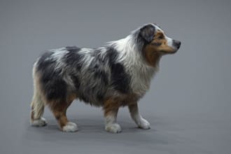 create 3d animal model, creature with realistic fur, xgen hair, animal animation