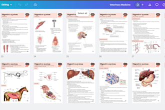 design veterinary ebook medical healthcare infographics, anatomy diagrams report