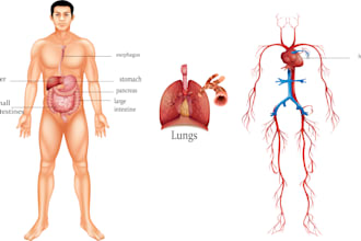 do academic illustrations scientific  medical figures