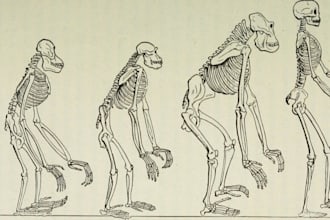 do anthropology,essays archaeology, government, political science and case study