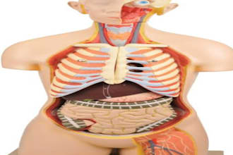 help in biology anatomy physiology histology neurology
