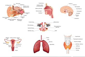 make anatomy, surgical, medical, scientific illustration for educational use