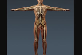 do 3d anatomical human body,figure 3d modelling, anatomy sculpt, stl 3d printing