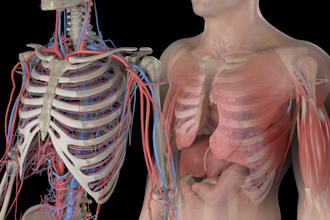 create 3d medical anatomy illustrations and animations