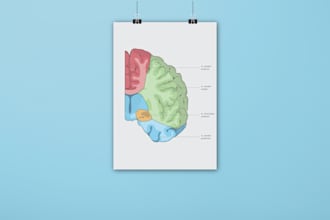 create professional custom infographics for your business