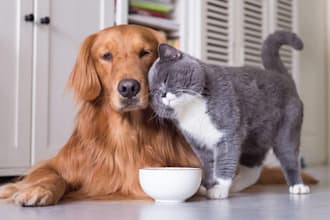 promote, generate and get sales to your pet store, pet product, animal website