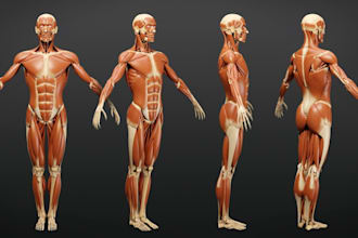 model 3d human and animal anatomy,skelectal structure,3d visualization,3d tissue