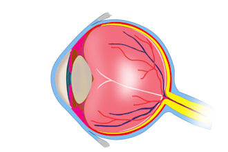 do anatomy, medical illustrations and scientific diagrams