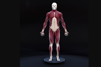 design realistic 3d anatomy,organ, human  body, animal skeletal structure, lungs