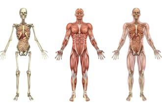design  anatomy, illusration  scientific biomedical skeletal system organ, print