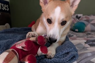 be your dog model for photos and videos ugc