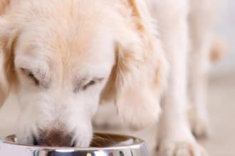 be your pet skin care ,pet food and supplement formulation chemist