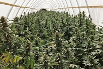 promote your cbd website, vape website, cannabis, hemp oil, telegram promotion
