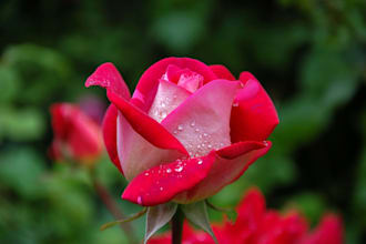 write urgent eulogies or celebration of life speeches