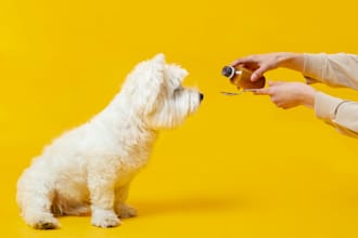 design pet shopify dropshipping store, shopify store, pet grooming shopify store