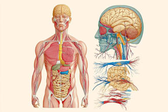 draw anatomical, medical and scientific illustrations
