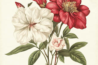 make a line art illustrator of botanicals and flowers beautifully