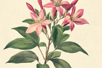 make botanical illustrations of flowers, plants, fruits