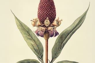 draw a realistic botanical drawing